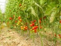 tomates cerises5